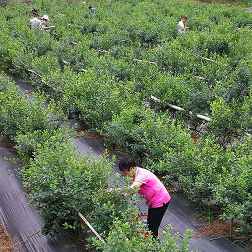防草布